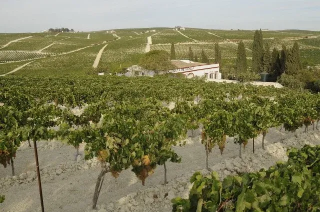 Imagen de El Viñedo. La viña Santa Petronila esta situado en el Jerez Superior. Tenemos 17,5ha de viñedo.