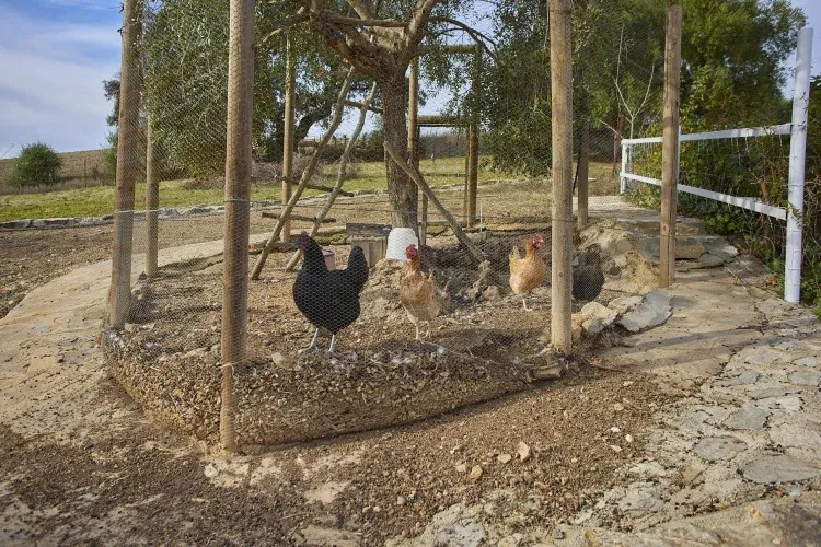 Imagen de Gallinero 