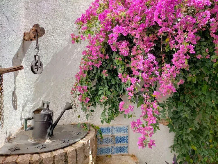 Imagen de Patio