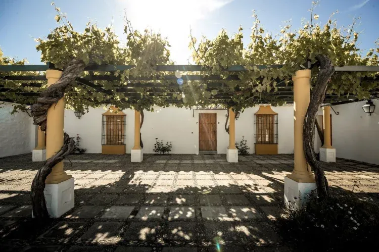 Imagen de Parras del patio