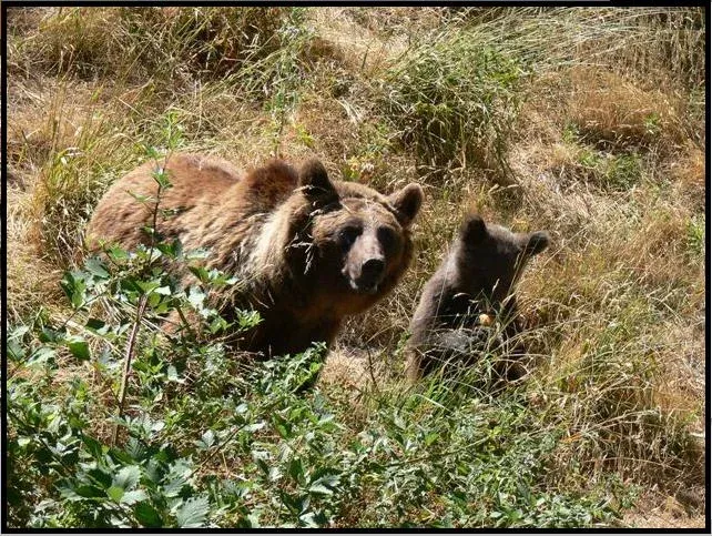Imagen de osos el hosquillo