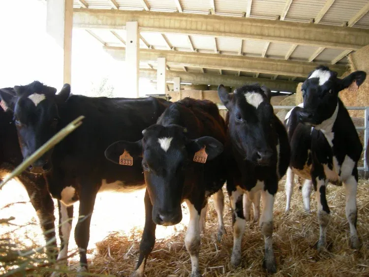 Imagen de Nuestras vacas