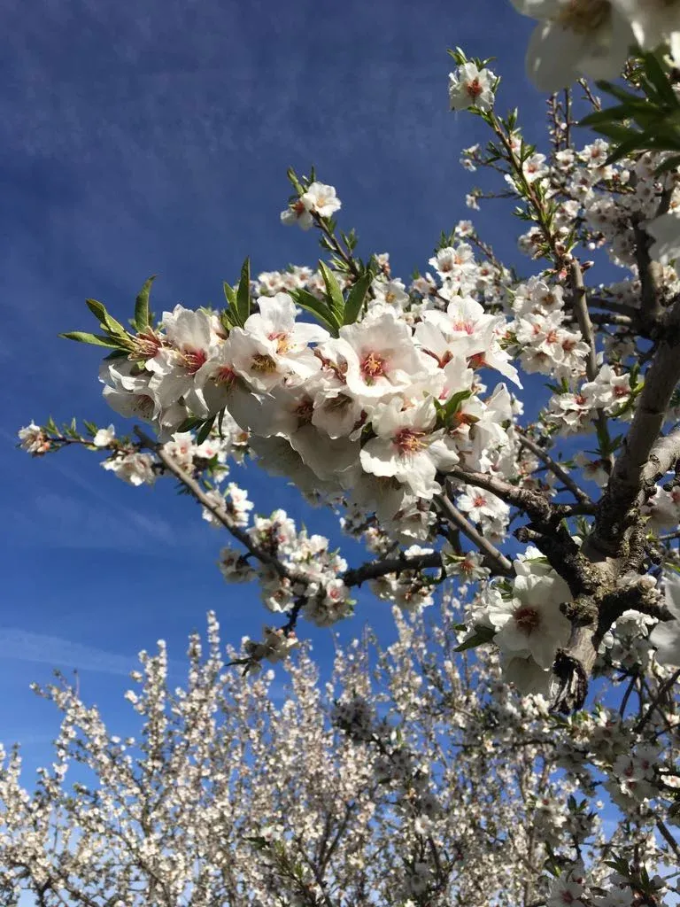 Imagen de Almendros