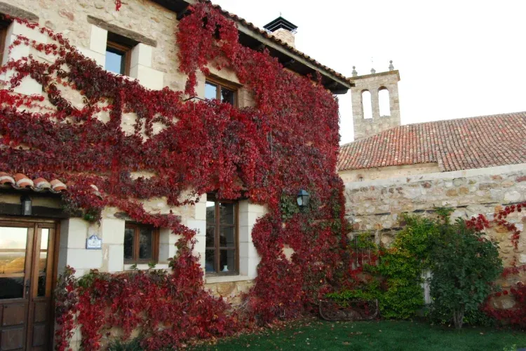 Imagen de Jardín en otoño