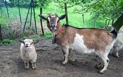 Imagen de Animales de Laskin Enea