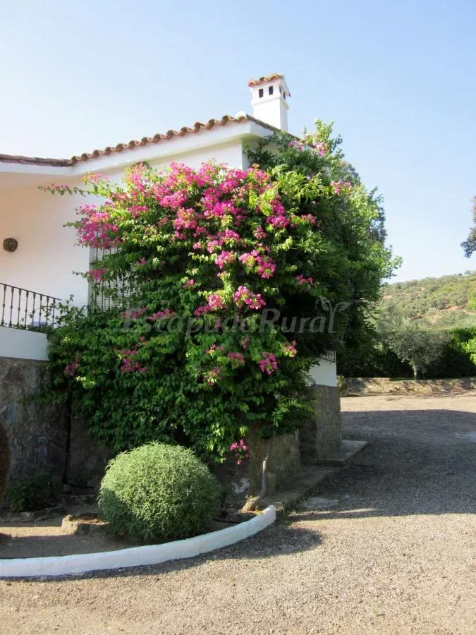 Imagen de Flores