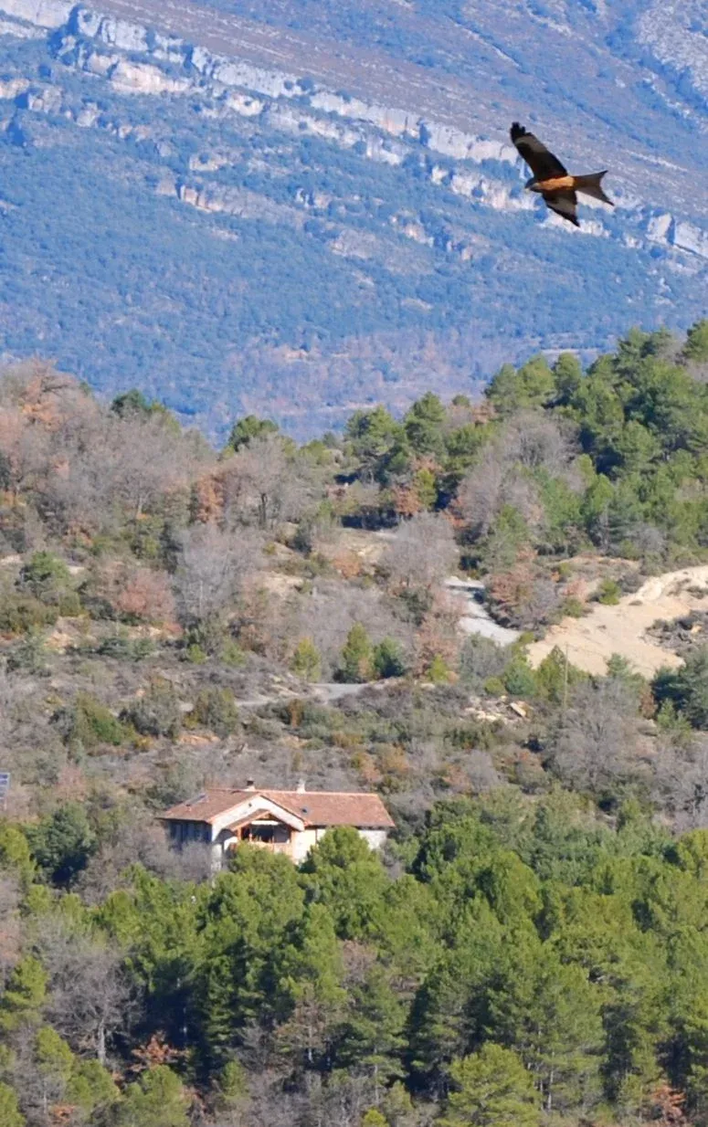Imagen de a nos saluda el águila