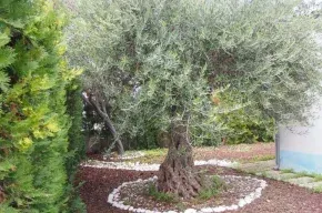 Imagen de Sa Marina 