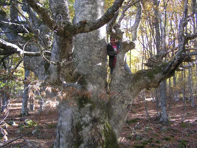 Imagen de Hayedo de SantiagoUn bonito paseo junto a riojania