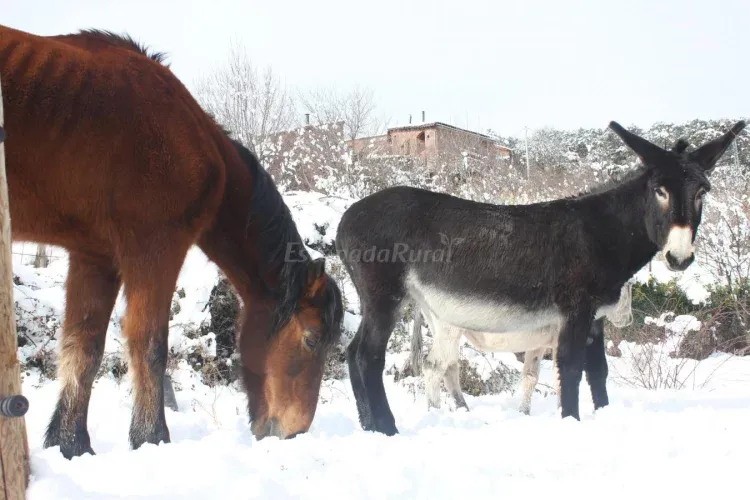 Imagen de Casper i xiruca en invierno