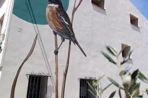 Imagen de L'ocell del Pla