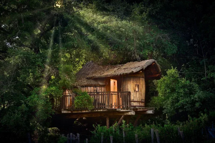 Imagen de Cabaña en el árbol del Roble