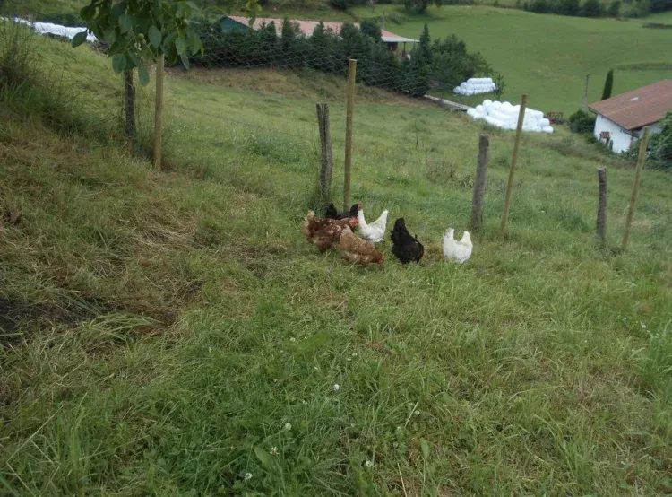 Imagen de Gallinas