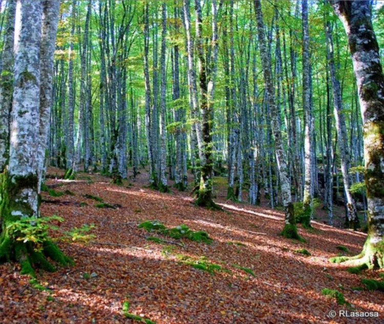 Imagen de Selva de Irati 