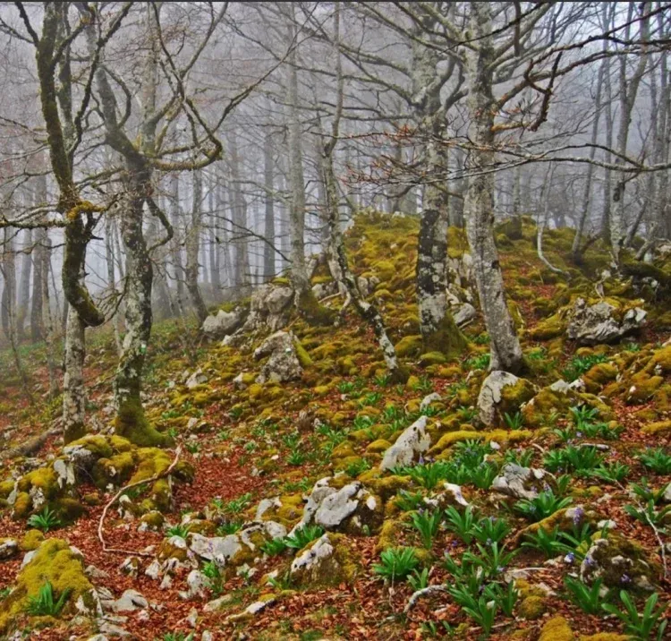 Imagen de Selva de Irati 