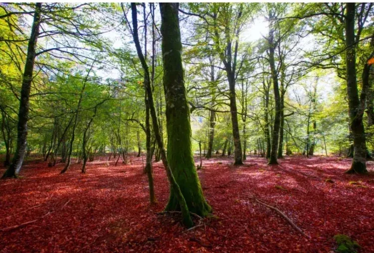 Imagen de Selva de Irati 