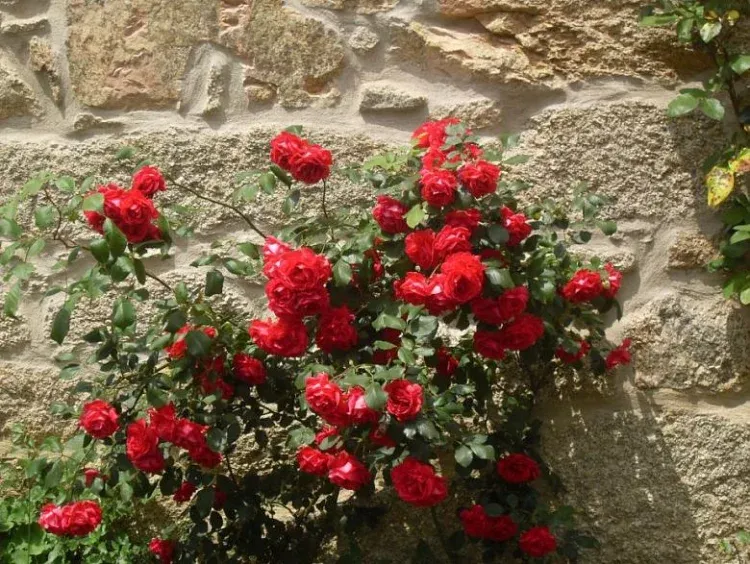 Imagen de rosal