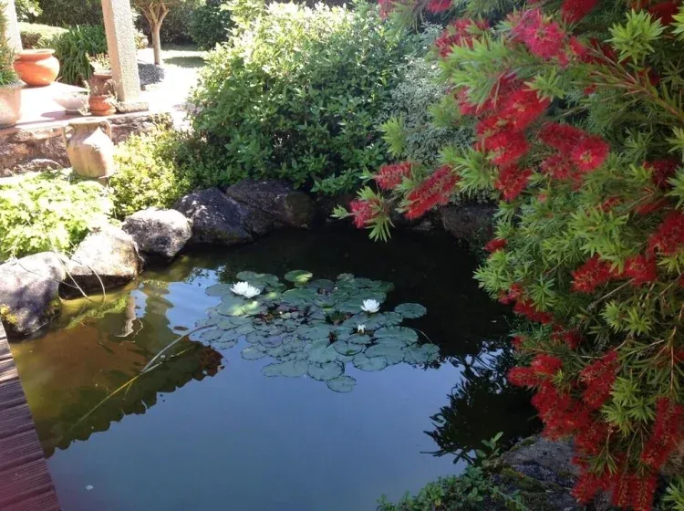 Imagen de Nenúfares, ranas y peces en nuestro estanque!!