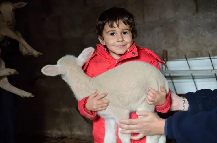 Imagen de Visita a la granja de animales familiar: cordero