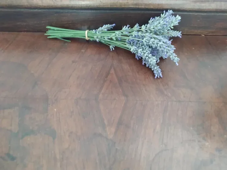 Imagen de Lavanda
