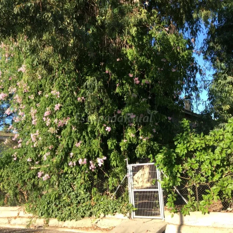 Imagen de Entrada por el jardin