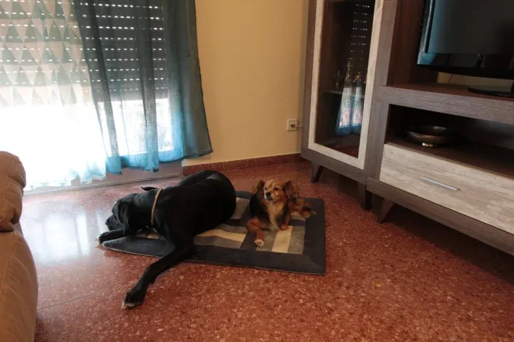 Imagen de Mascotas