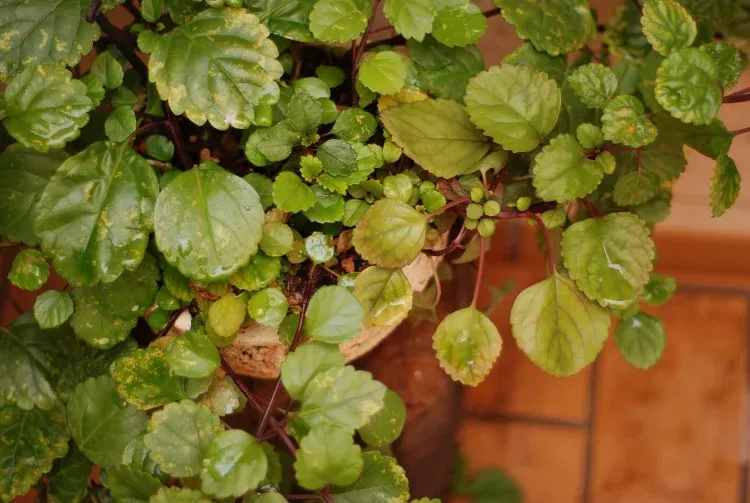 Imagen de Detalle vegetación patio. 