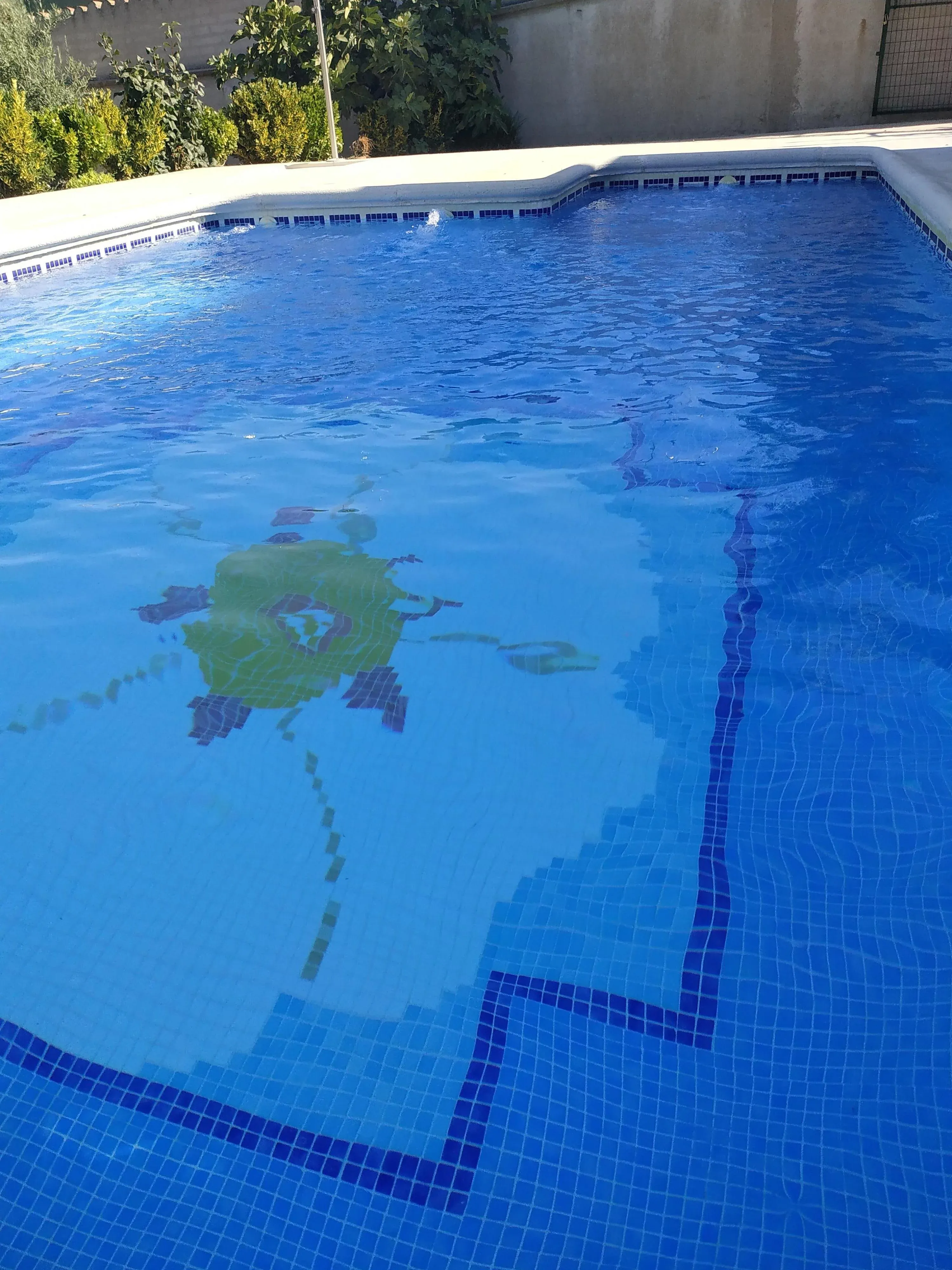 Imagen de Flor de la Jara en la piscina