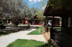 Imagen de Entre Viejos Olivos 
