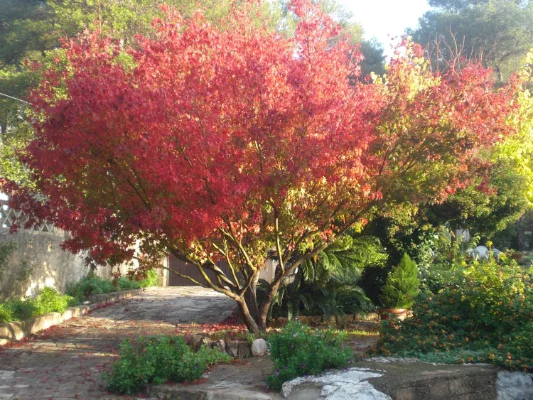 Imagen de Jardín