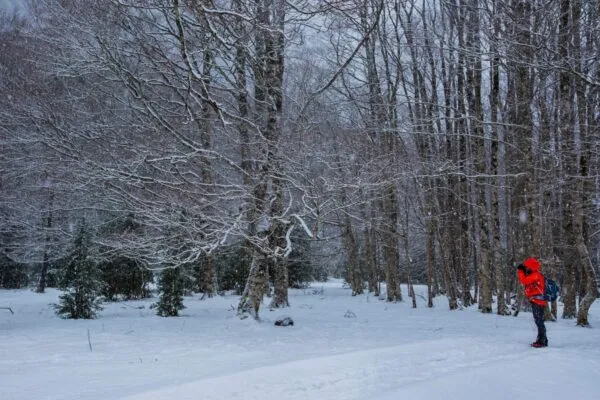 Imagen de 4 parques nacionales imprescindibles que visitar en invierno