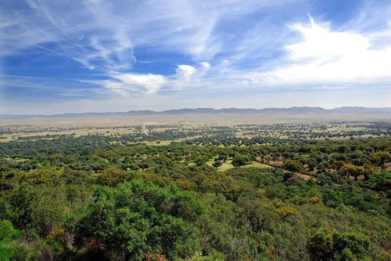 Imagen de Ciudad Real, la sabana española