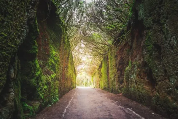 Imagen de Senderismo por las Islas Canarias: encanto rural y volcánico