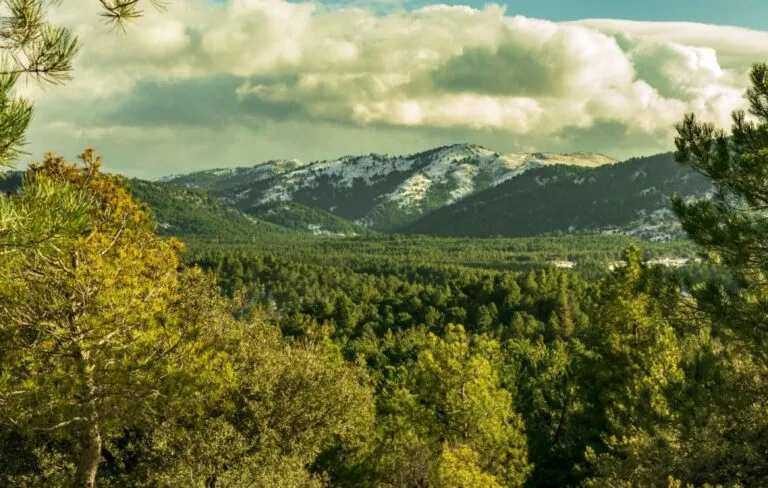 Imagen de Entre gigantes en el bosque de Secuoyas de Bolones (Granada)