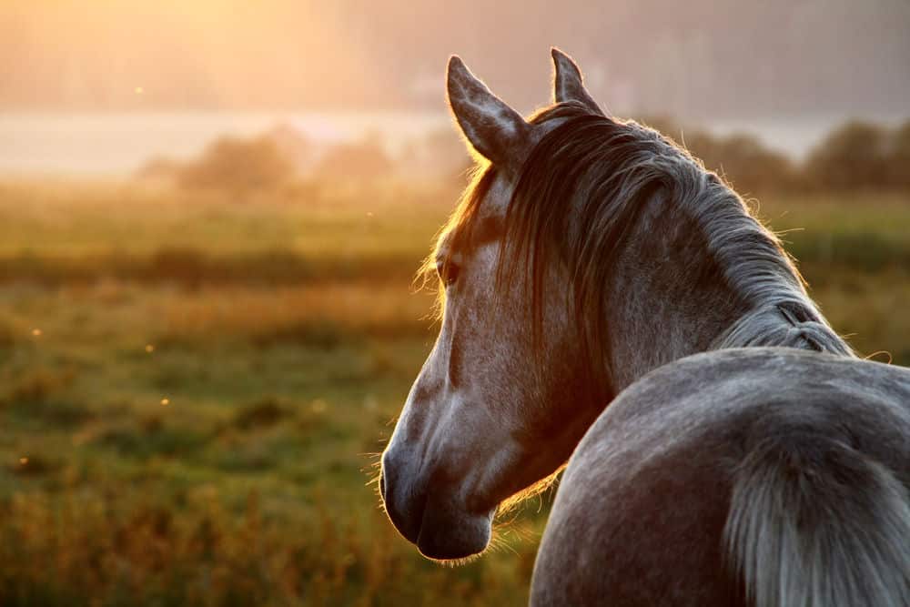 «Recuperamos caballos maltratados» – Rosa Galindo, cofundadora de la Fundació Miranda