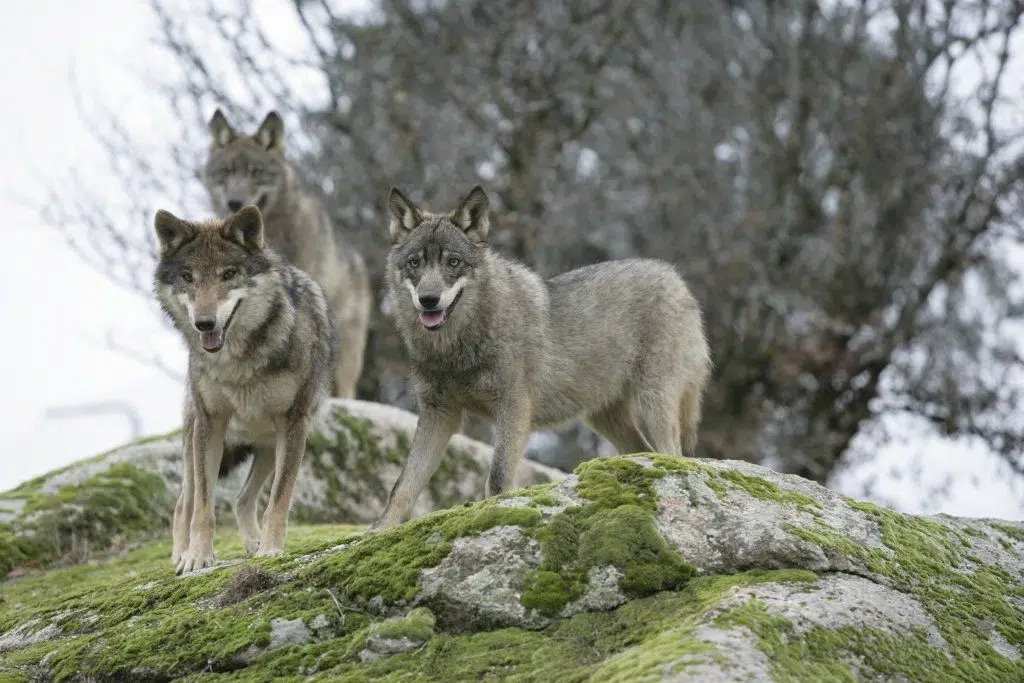 Lobos en España. Fuente: Ingolll