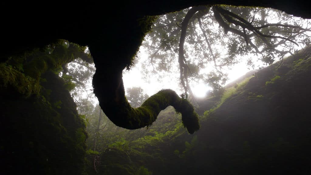 Garoé, el árbol sagrado