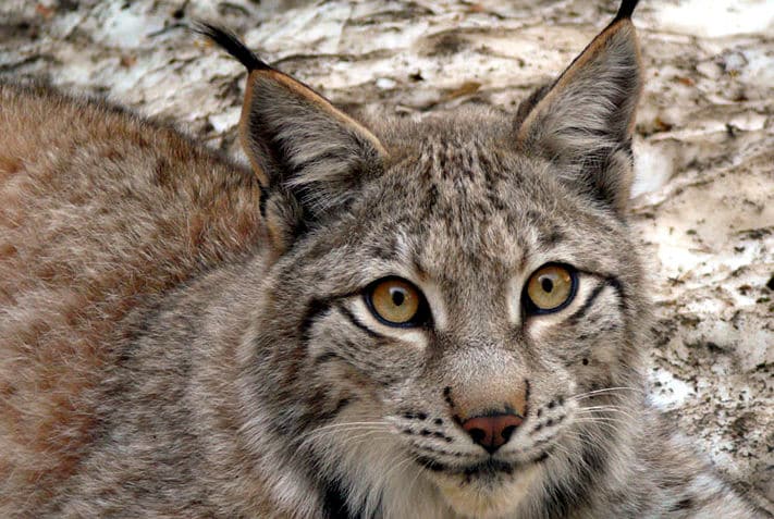 MónNatura Pirineu, lince