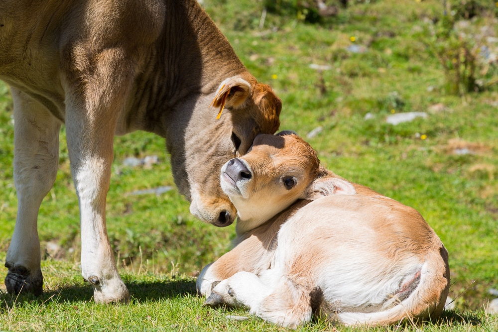 Vacas