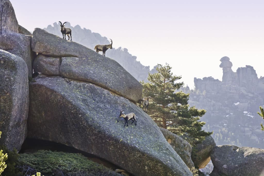 cabras en La Pedriza, Madrid