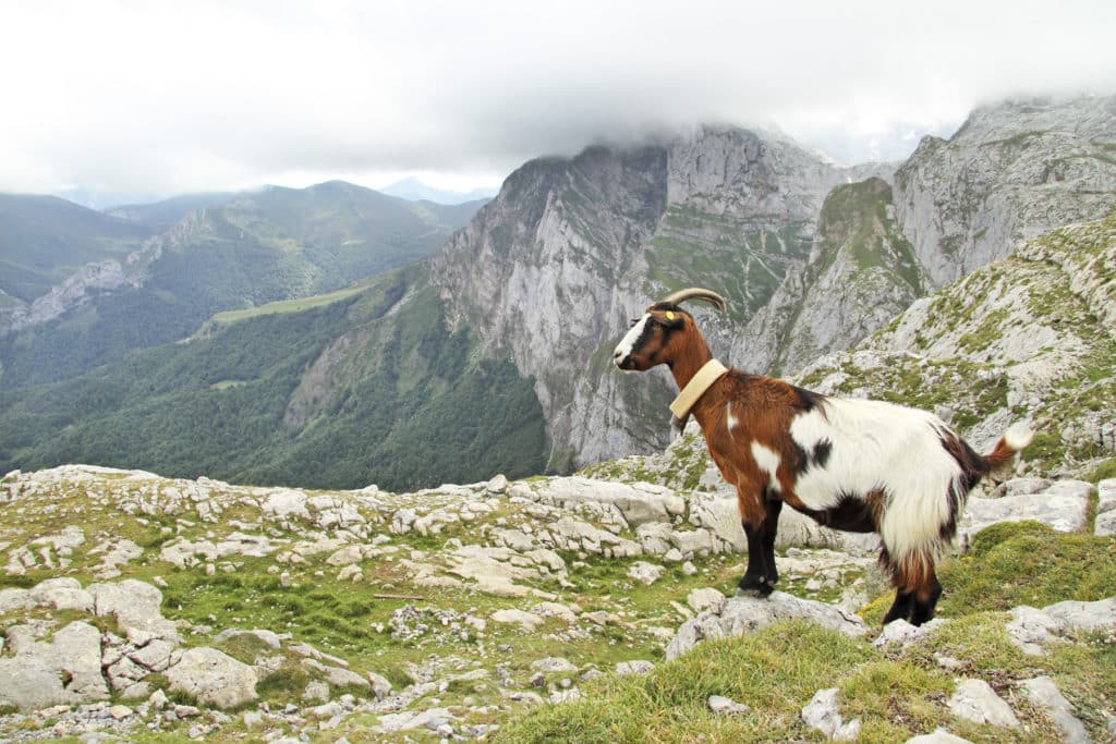 Cabra en Fuente Dé (Cantabria)