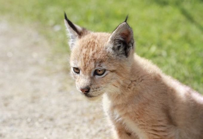 Lince