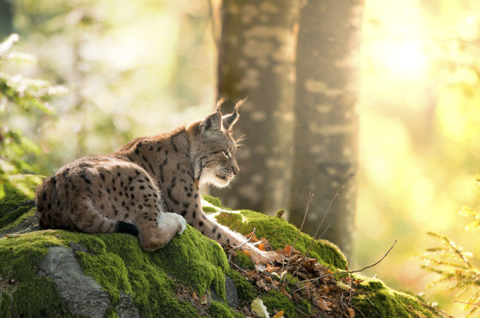 Lince