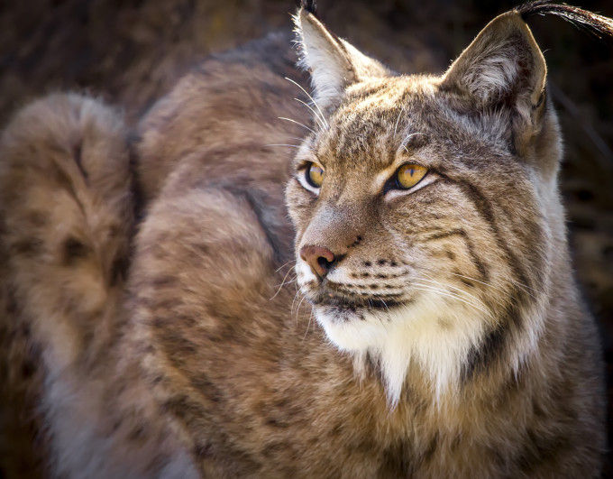 Lince