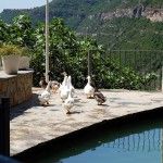 La fauna salvaje sale a explorar las calles españolas