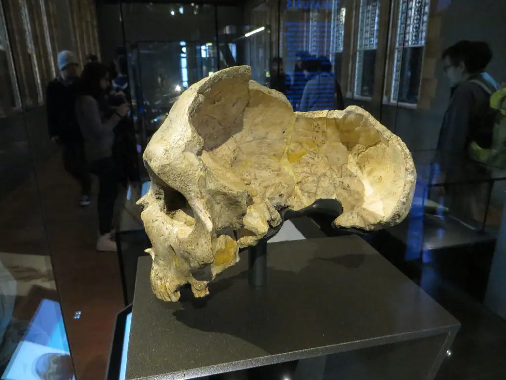 El hombre de Neanthertal se descubrió antes en Gibraltar (Homo calpicus)