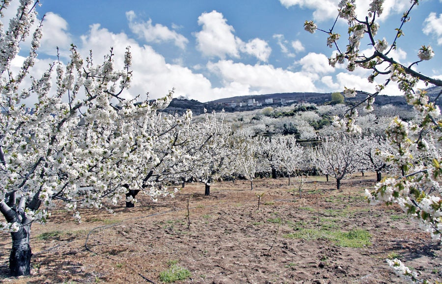 floración en España