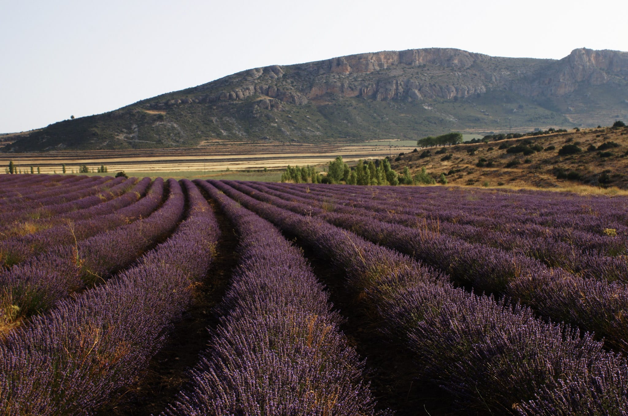 Campos de lavanda en Moratalla