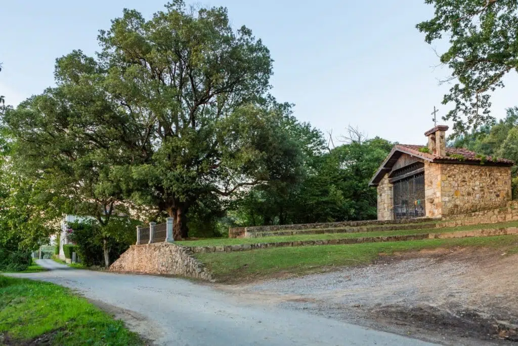 La encina de 400 años declarada Árbol del Año 2023