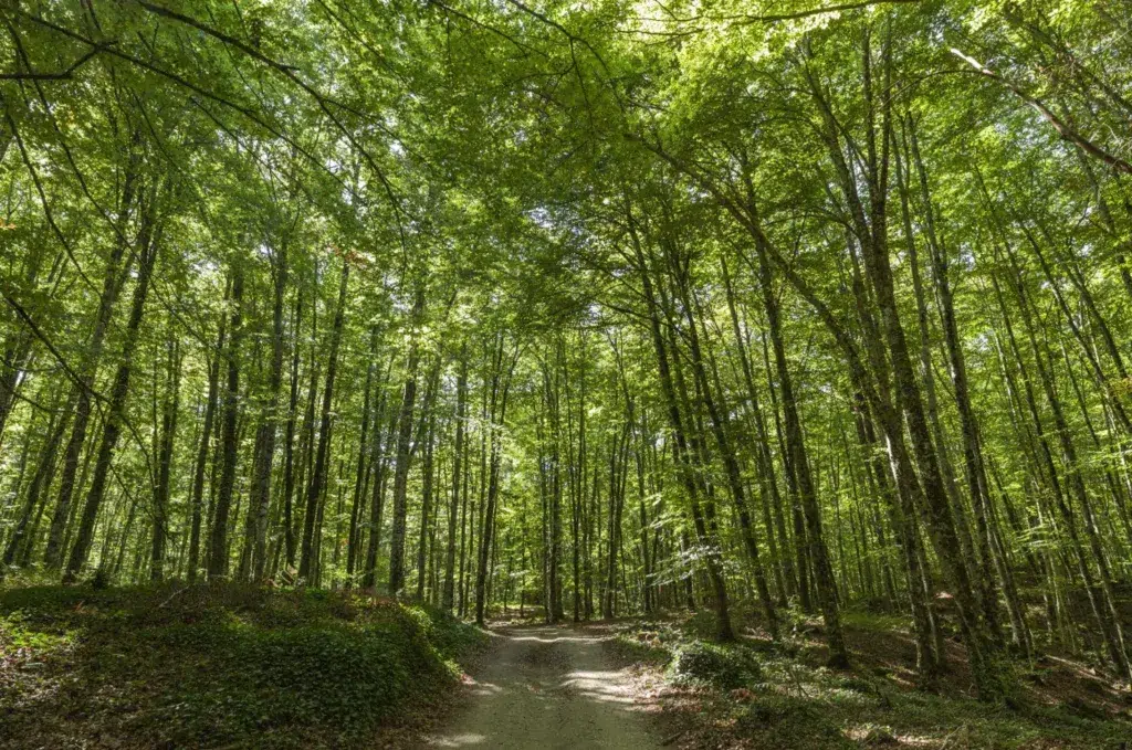 La Fageda d’en Jordà (Girona). Por joan_bautista